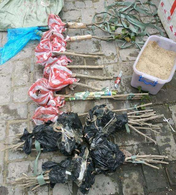 南方耐冬茶花下山桩河沙在北方的故事