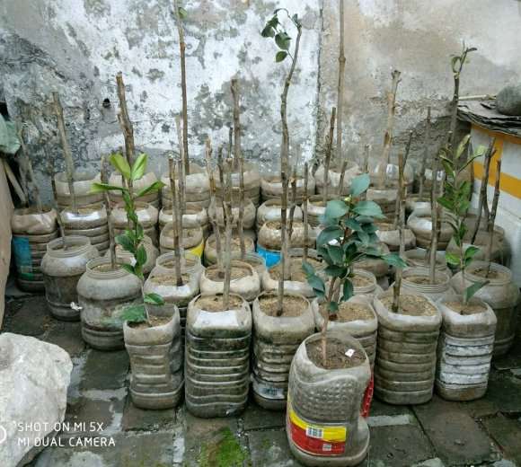 南方耐冬茶花下山桩河沙在北方的故事