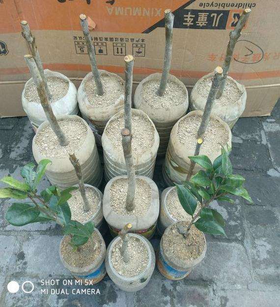 南方耐冬茶花下山桩河沙在北方的故事