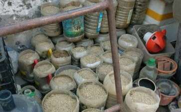 南方耐冬茶花下山桩河沙在北方的故事