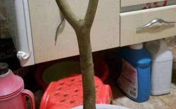 茶花下山桩不知道能不能种活 图片