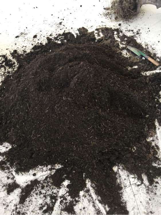 给茶花下山桩怎么换盆土的方法