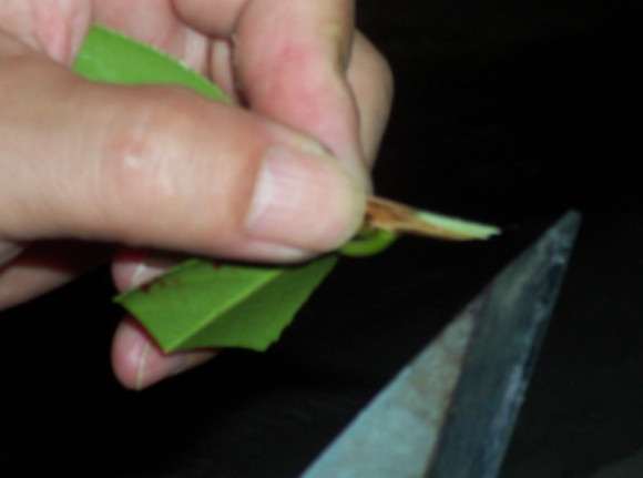 油茶下山桩怎么洗根嫁接的方法 图片