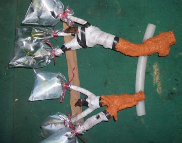 油茶下山桩怎么洗根嫁接的方法 图片