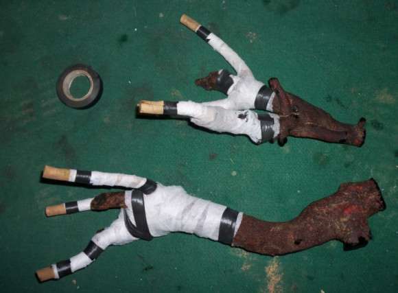 油茶下山桩怎么洗根嫁接的方法 图片