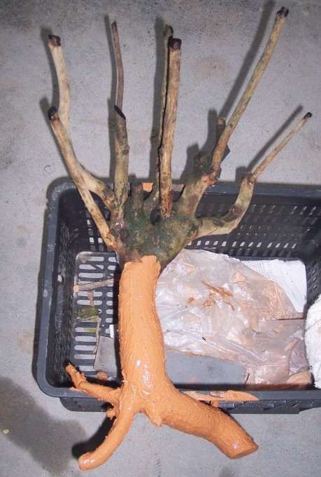 油茶下山桩怎么洗根嫁接的方法 图片