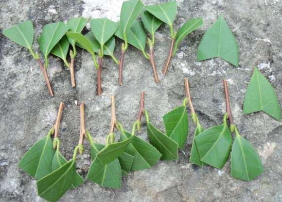 油茶下山桩怎么洗根嫁接的方法 图片