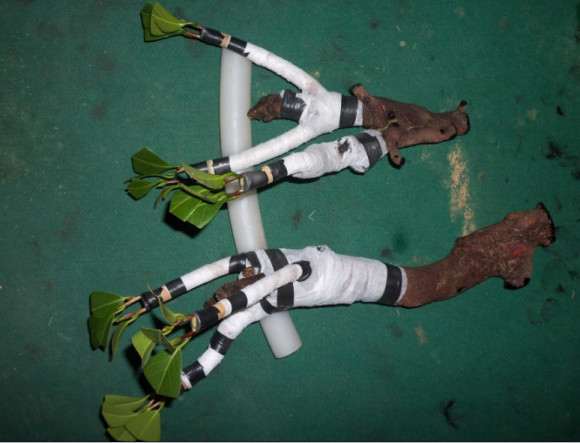 油茶下山桩怎么洗根嫁接的方法 图片