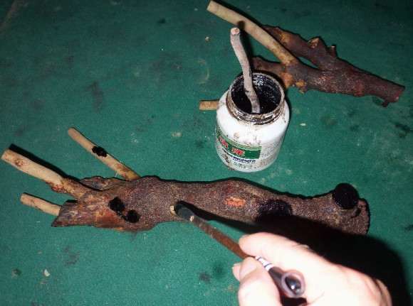 油茶下山桩怎么洗根嫁接的方法 图片