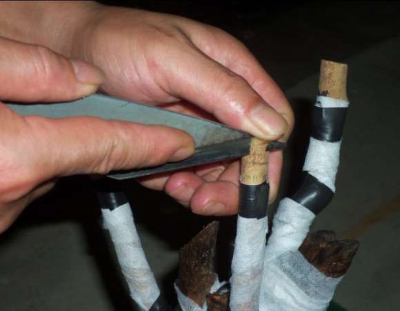 油茶下山桩怎么洗根嫁接的方法 图片