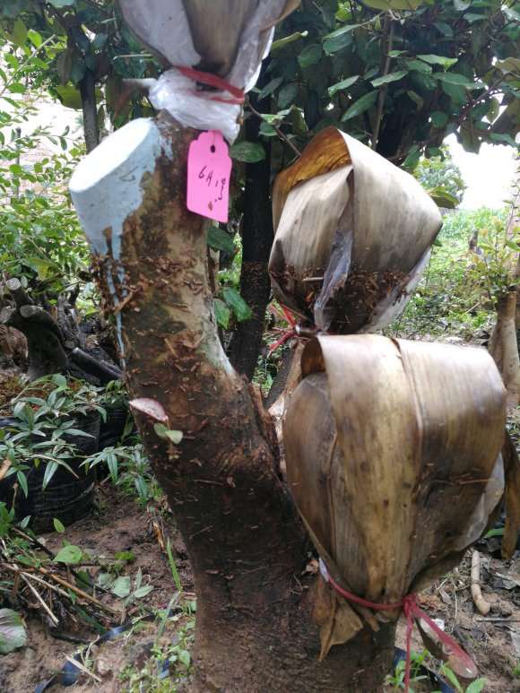 茶花下山桩嫁接了才二十天的黑魔法