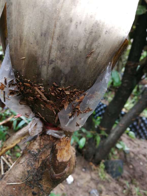 茶花下山桩嫁接了才二十天的黑魔法