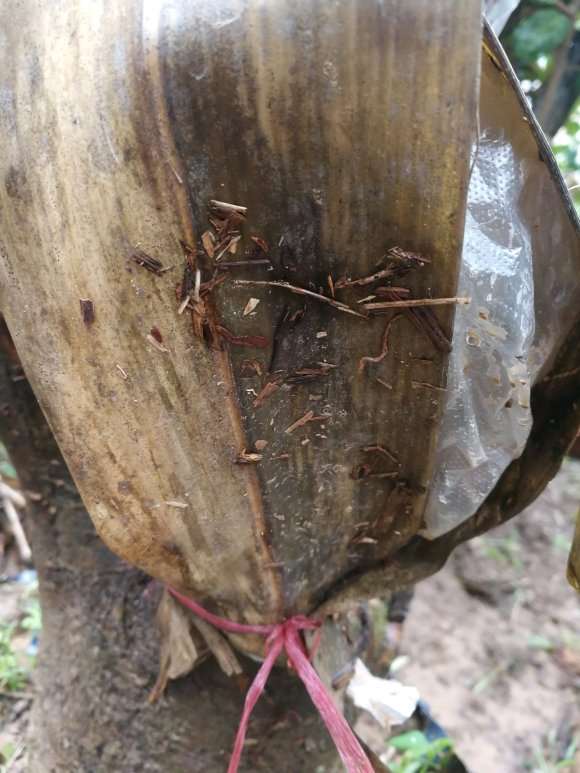 茶花下山桩嫁接了才二十天的黑魔法