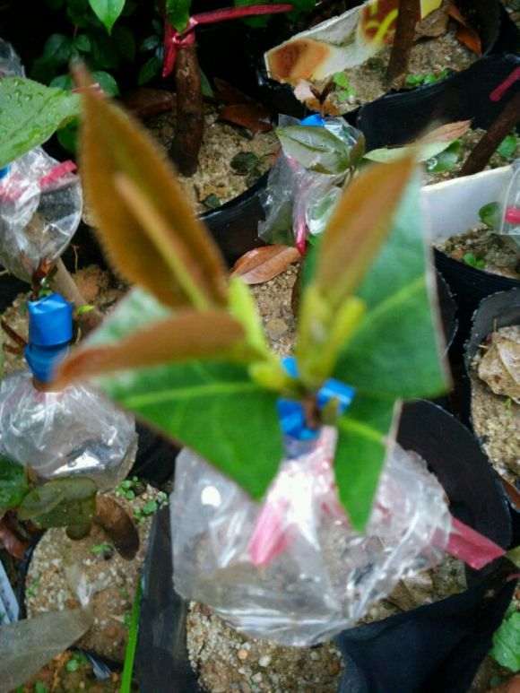 嫁接茶花下山桩的优点在那里