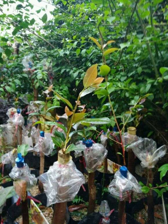 嫁接茶花下山桩的优点在那里