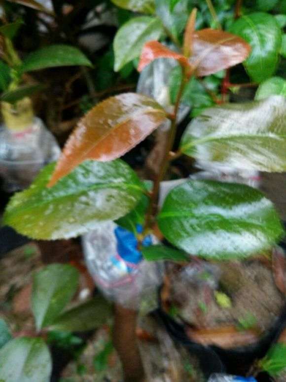 嫁接茶花下山桩的优点在那里