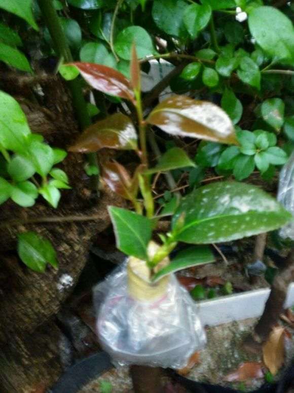 嫁接茶花下山桩的优点在那里