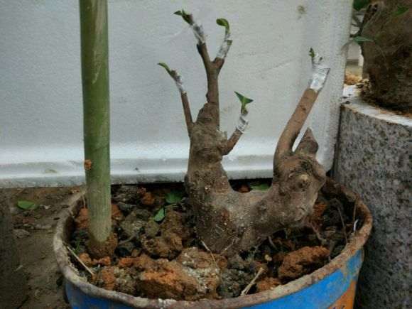 挖了几个白花油茶下山桩搞嫁接