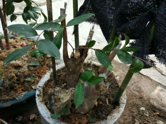 挖了几个白花油茶下山桩搞嫁接