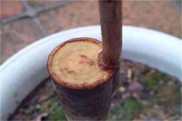 茶花下山桩嫁接的长势问题