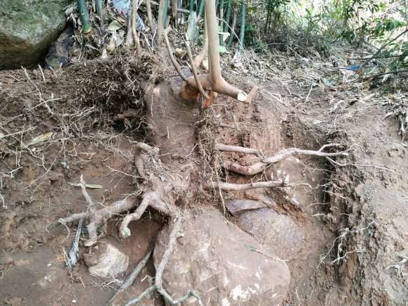 油茶老树下山桩断根 