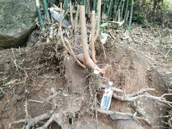 油茶老树下山桩断根 