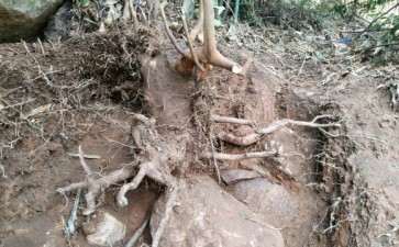 油茶老树下山桩断根 怎么办 图片