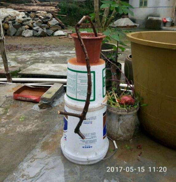 姜太公钓鱼式的茶花下山桩