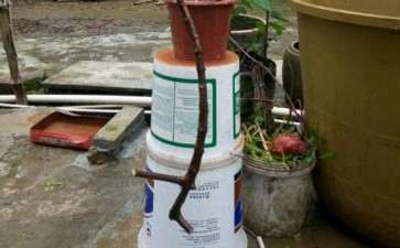 姜太公钓鱼式的茶花下山桩 图片