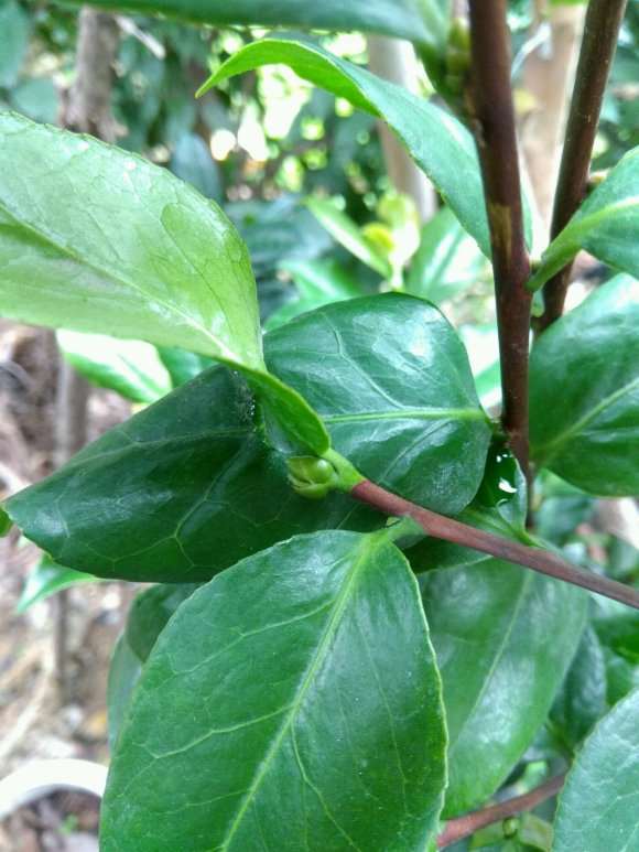 今年初嫁接的茶花下山桩 未受孕成功