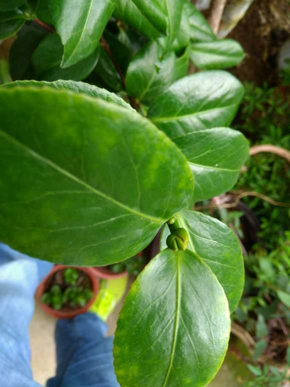 今年初嫁接的茶花下山桩 未受孕成功