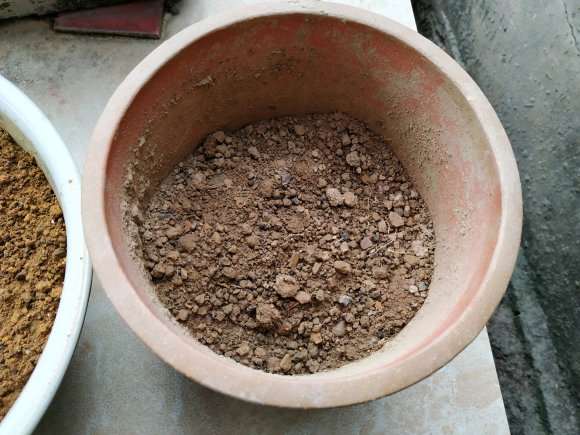 广西哪盆土合适种茶花下山桩