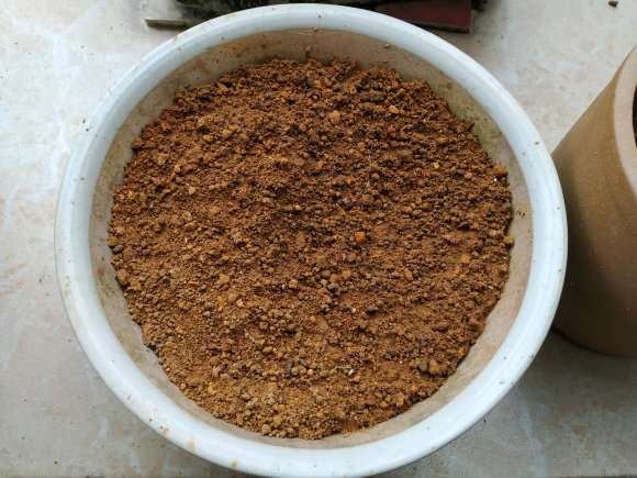 广西哪盆土合适种茶花下山桩