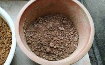 广西哪盆土合适种茶花下山桩