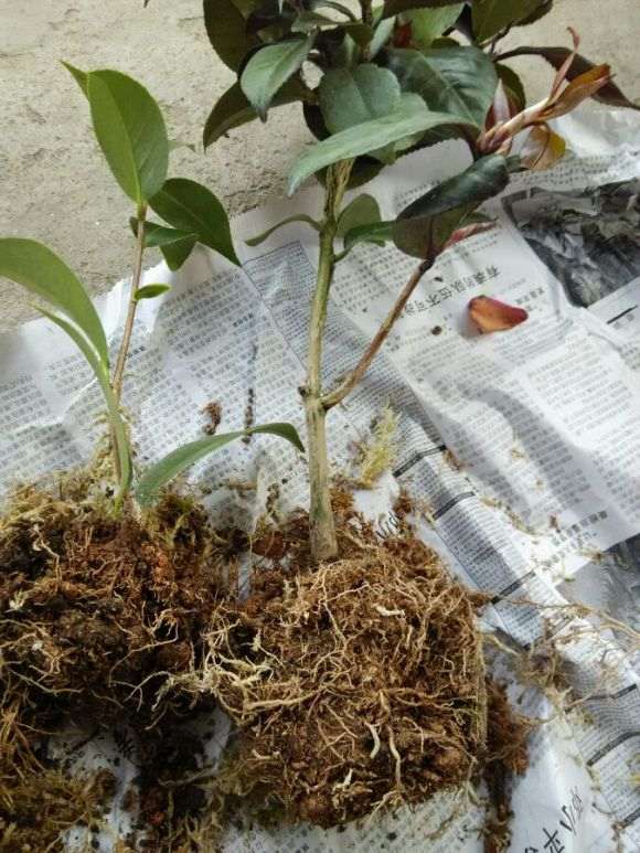 去土茶花下山桩怎么种的方法