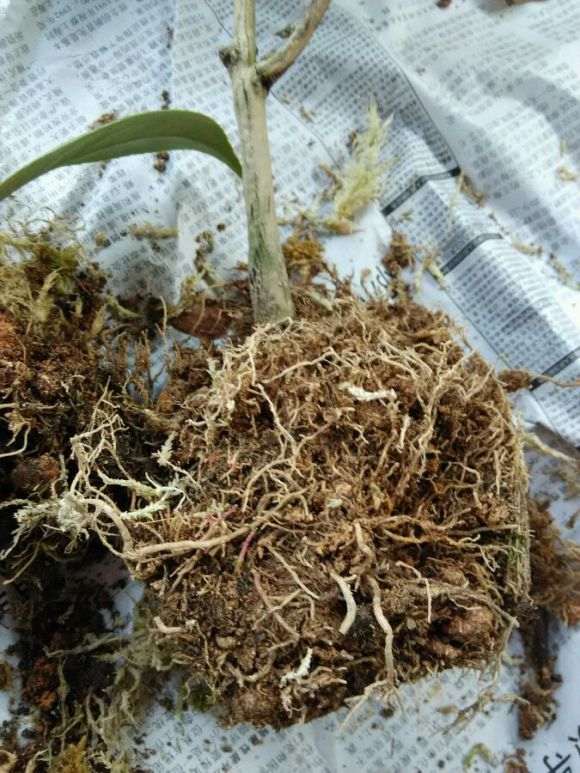 去土茶花下山桩怎么种的方法