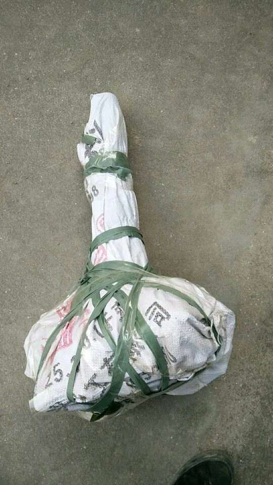 白雪塔茶花下山桩一棵