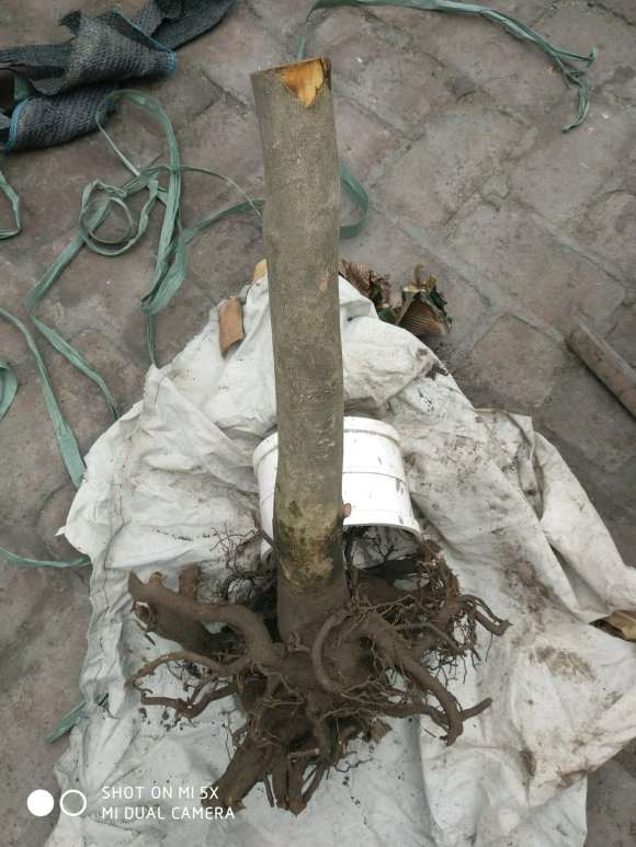 白雪塔茶花下山桩一棵