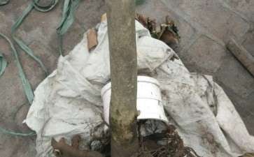 白雪塔茶花下山桩一棵 可以吗 图片