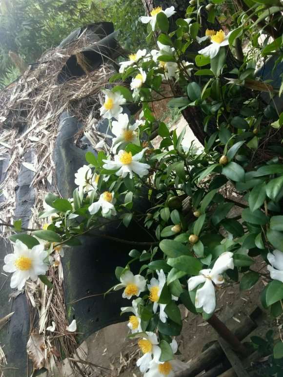 油茶下山桩开花了 好看吗