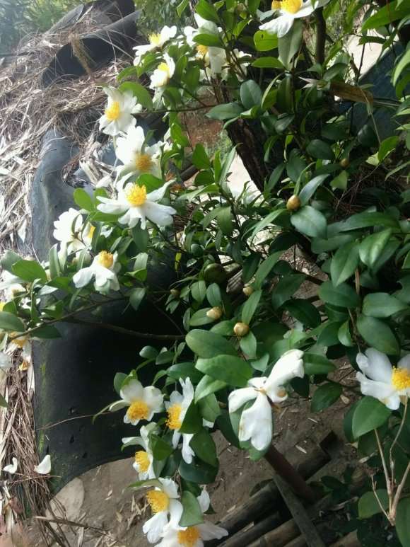 油茶下山桩开花了 好看吗