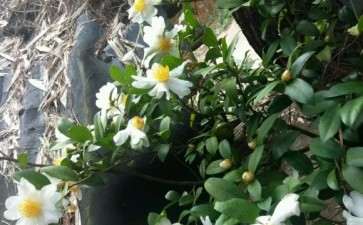 油茶下山桩开花了 好看吗 图片