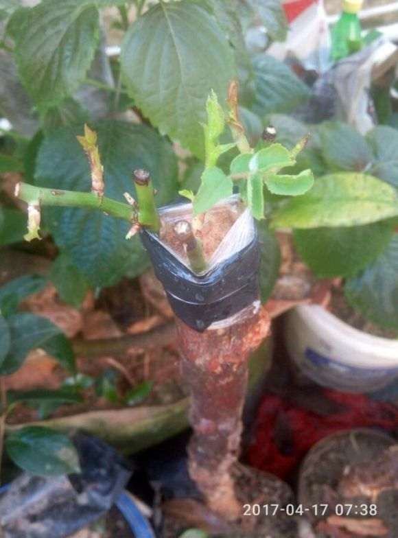 比茶花下山桩还难嫁接的花