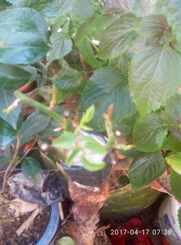 比茶花下山桩还难嫁接的花