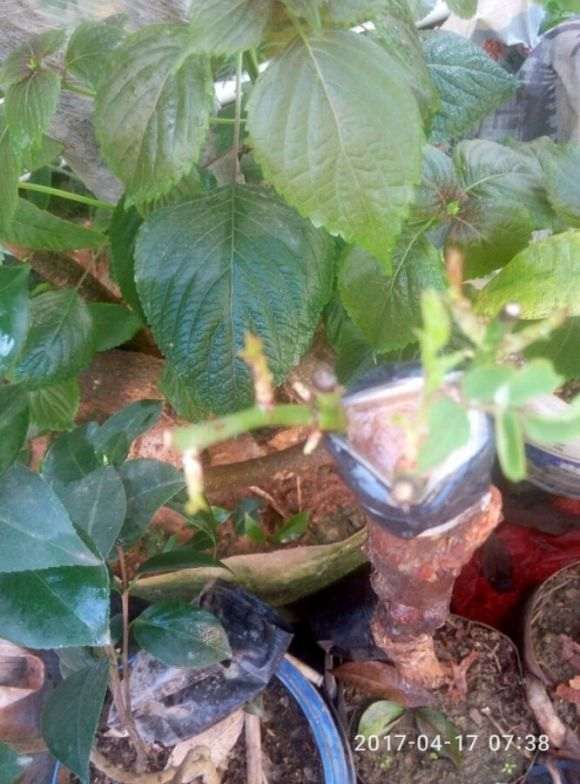 茶花下山桩嫁接 要套袋吗 图片