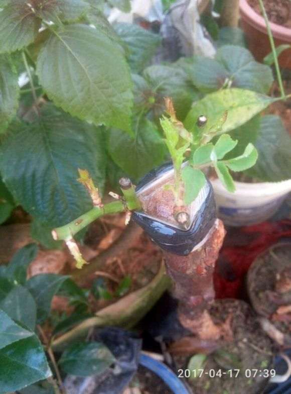 比茶花下山桩还难嫁接的花