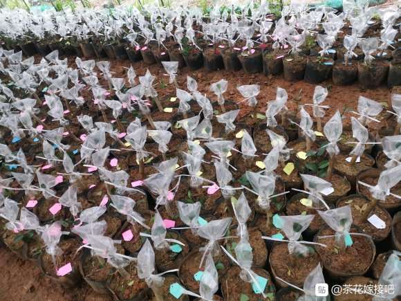 茶花下山桩嫁接进行中