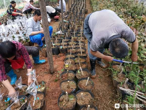 茶花下山桩嫁接进行中