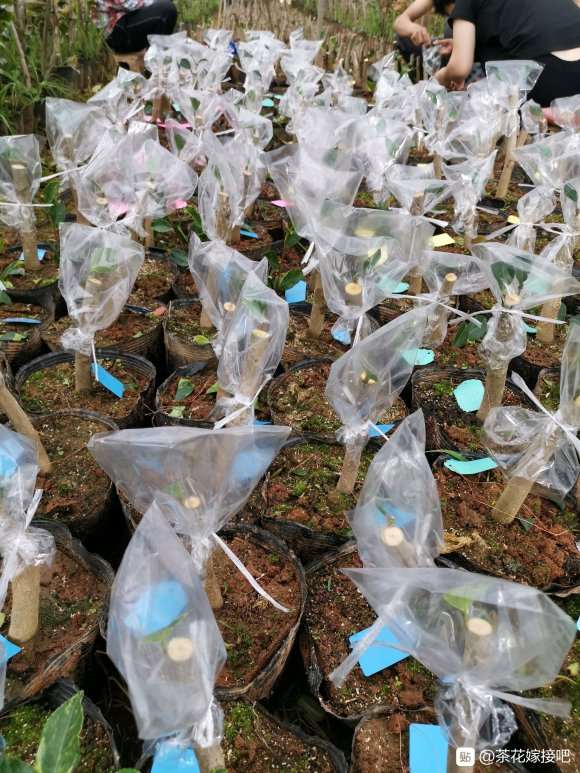 北京能不能地栽耐冬茶花下山桩