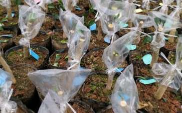 北京能不能地栽耐冬茶花下山桩